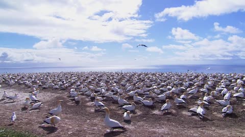 bird video