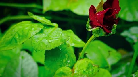 Rose flower with water drops