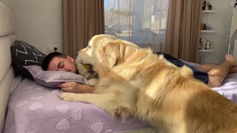 Golden Retriever Shocked by Lazy Owner