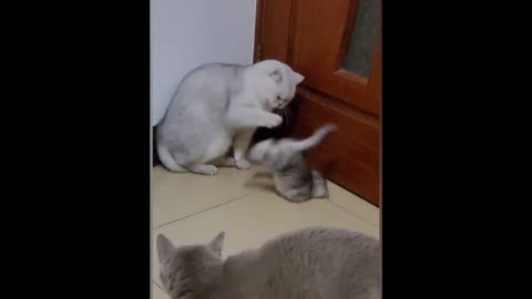 Cat dog fight funny scene