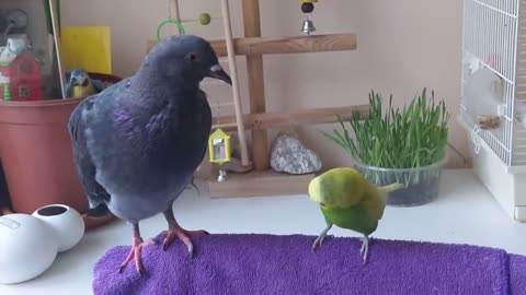 Budgie talking to pigeon