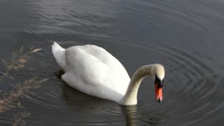 Schwan