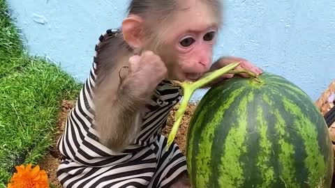Monkey BiBi steals Amee_s fruits truck _shorts