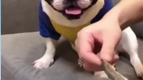 Funny Dog Reaction! | Funny Animal Videos | Funny Reaction Videos #shorts