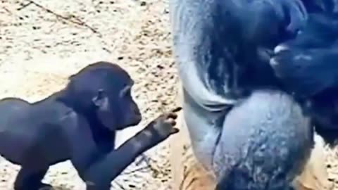 Cheeky Baby Gorilla Teases Its Patient Parent!