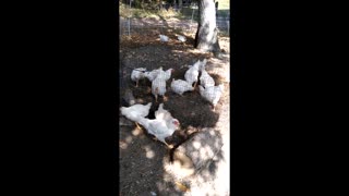 Raising Meat Birds on Compost