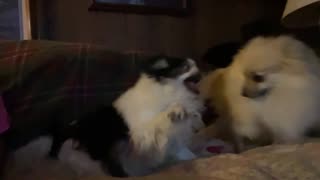 Pomeranian against Japanese Chin