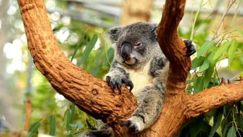 Koala | lazy koala