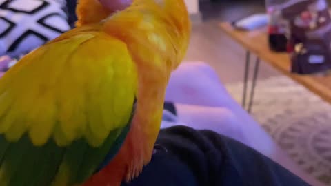 AHHHH! Parrot LOVING his scratches