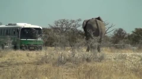 Elephant Charging Bus in Etosha National Park Namibie