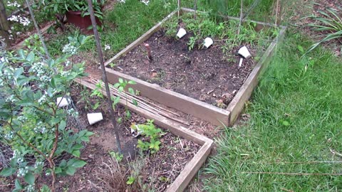 A Complete Guide to Digging & Planting Your First Vegetable Garden Tomatoes, Peppers & Herbs