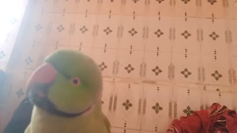 Ringneck parrot Laugh like crazy must watch