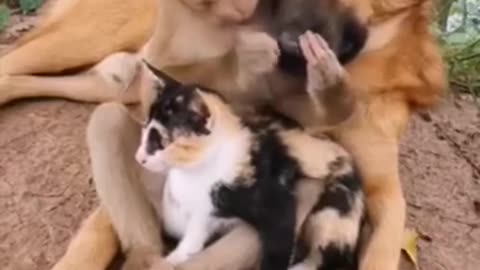 Dog, monkey and cat cuddling in harmony 🐕🐒🐺