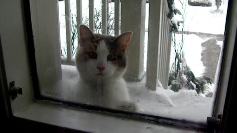 FUNNY CAT HATES WINTER