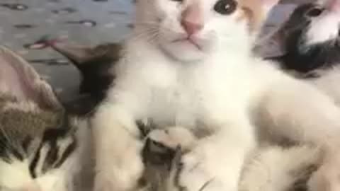 Beautiful Baby cats very funny plying with each other.