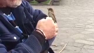 Hombre alimenta con la mano a gorriones salvajes en el parque