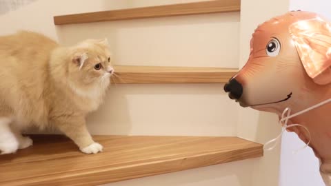 Cats vs Fake Dog | Charmmy Meow