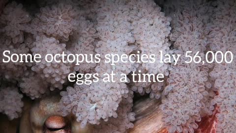 Did You Know? Some octopus species lay 56,000 eggs at a time || FACTS || TRIVIA