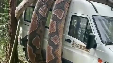 Anaconda Snake grab's van how to it can possible