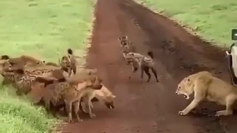 The lioness scares off the hyenas