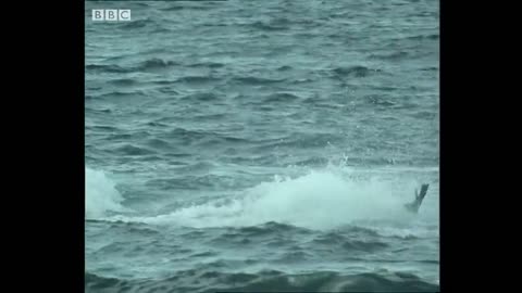 Killer Whales Playing with Their Prey