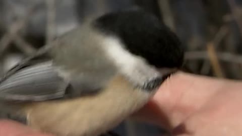 Have you ever hand fed a black-capped chickadee?