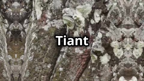 The Titan Serpent (Enlightenment Video)
