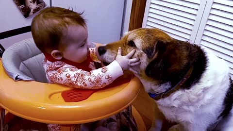 The cutest baby meets the BIG ❤️ DOG and gets a smooch!