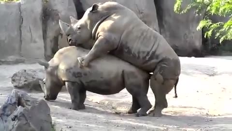 Rhinos Mating: Quite Interesting