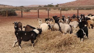 Goats at Mt Ive Station, South Australia