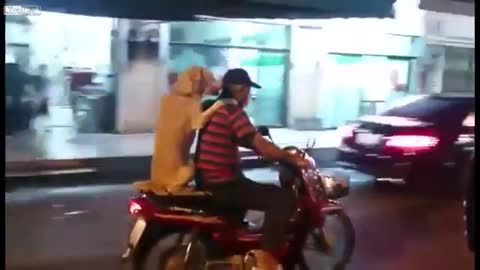 Man rides scooter with Dog holding his umbrella