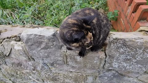 Cute Cat On A Wall In Great Britain.