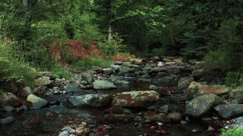 Nature: flowing river on rocks in a forest