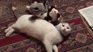 Adorable Cat with her robot friends: puppy and hamster toys