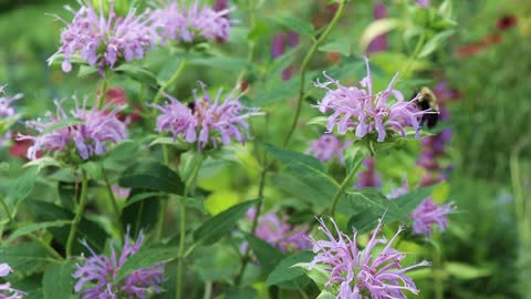 Bees & Pollinators feeding on Bee Balm - Nature Clip