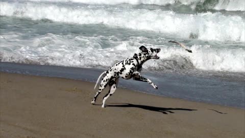Zeus playing on the Beach in Marina California