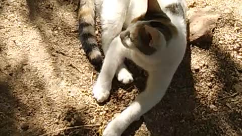 Egyptian cat listens to sounds