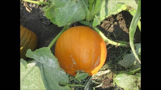 Awesome Pumpkin Flower Orange Pumpkin Flower August 2023