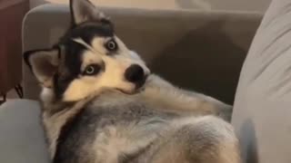 Watch my husky roll his eyes at me