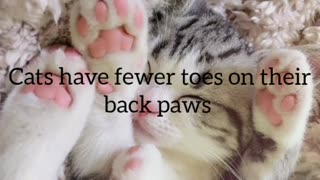 Did You Know? Cats have fewer toes on their back paws || FACTS || TRIVIA