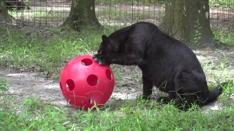 Playing Video of Black Silly Leopard 2022