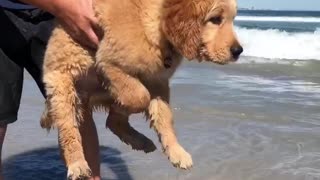 Confused Puppy Instinctively Air-Swims When Held Over Water