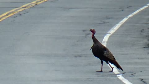 Wild Turkeys