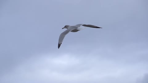 Seagulls Medium Alt Master
