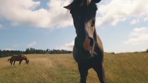 Horse walking towards camera and eating grass while grazing with herd on pasture against cloudy blue