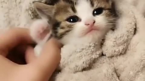 funny Baby Cats