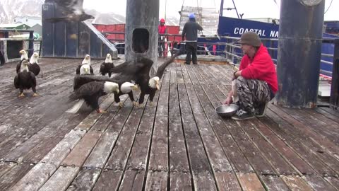 amazing eagles in dutch harbor