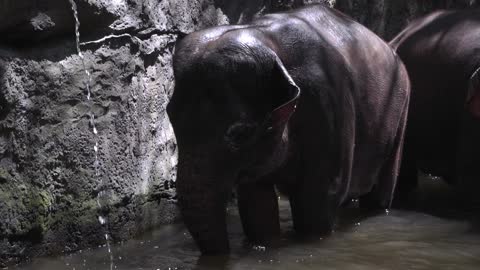 Elephant love to bathe in water and play in the mud