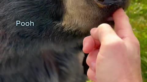 The animals LOVE peanut butter!