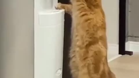 Smart Cat